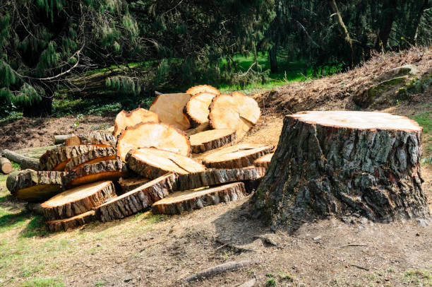 Seasonal Cleanup (Spring/Fall) in Mccrory, AR